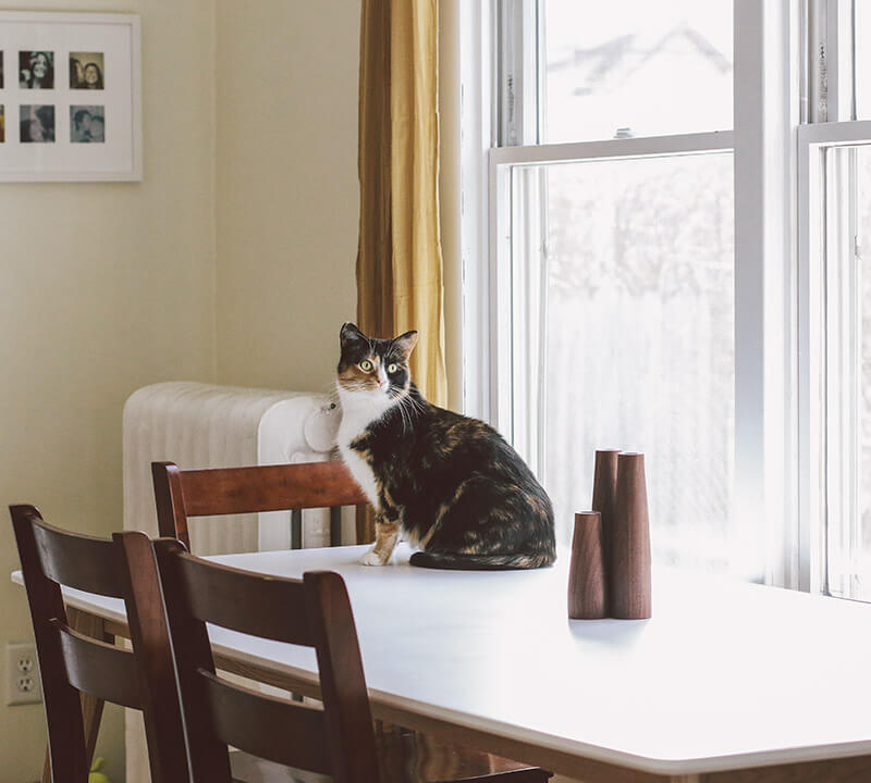 Cat on a kitchen table