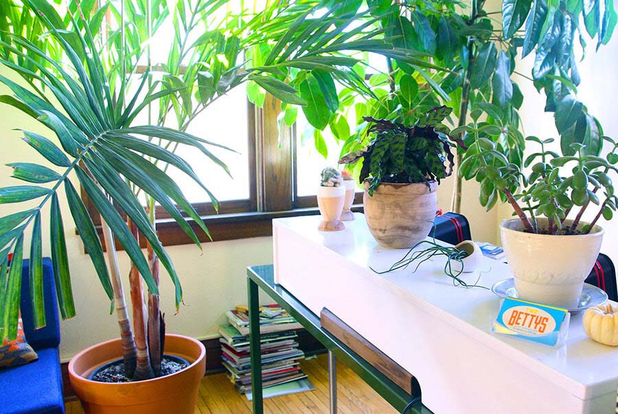 Two Bettys Green Cleaning office desk with multiple large green plants