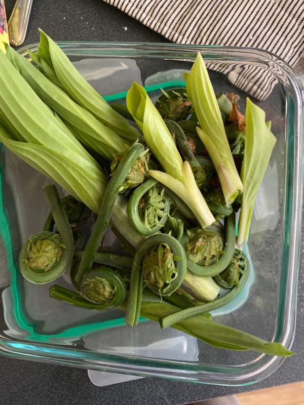 A close up shot of hosta shoos and fiddlehead fern tips, foraged from a backyard